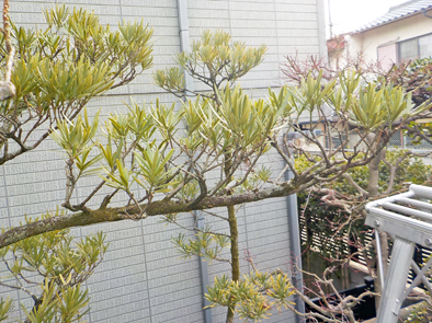 透かし剪定 光匠園の庭造り日記