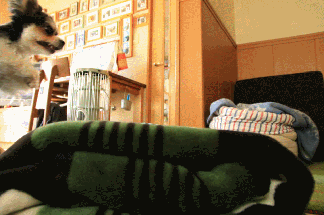 c0145250_09215856.gif