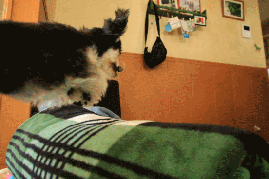 c0145250_09223854.gif