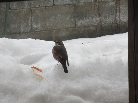 昨日　来た　鳥_c0327752_11200900.jpg