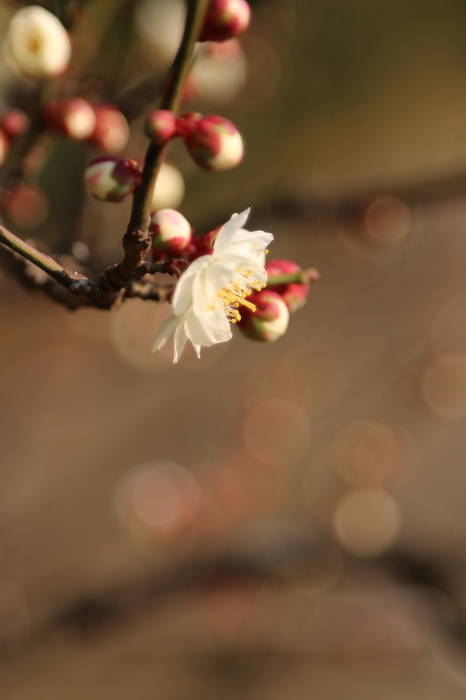 梅の花♪咲き始め～　浜離宮恩賜庭園　４_d0152261_21000358.jpg