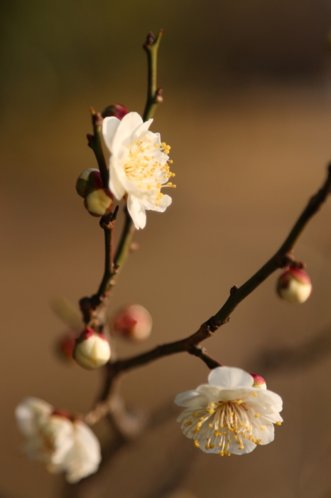 梅の花♪咲き始め～　浜離宮恩賜庭園　４_d0152261_21012649.jpg