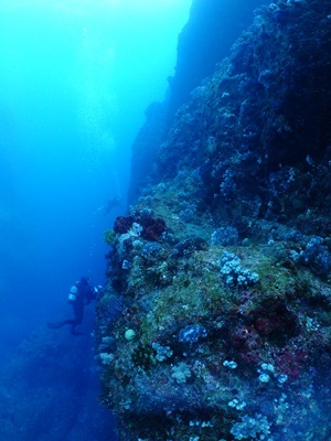 「八丈島から1年ぶりの奄美!」_b0033573_18371452.jpg