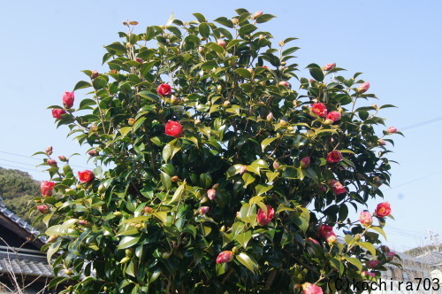 e0181373_21242138.jpg