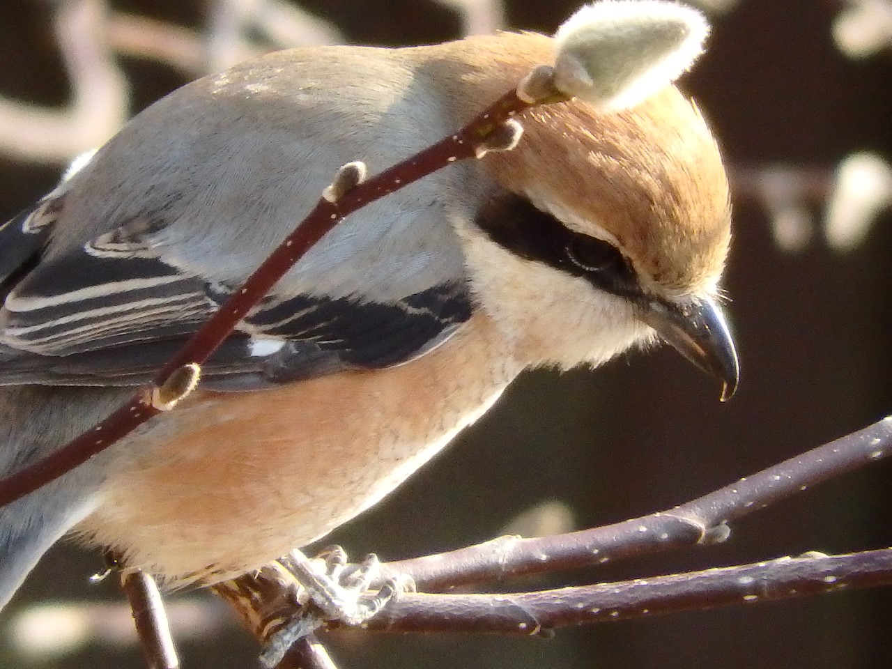 『長良公園の春待芽とモズ君～♪』_d0054276_20344170.jpg