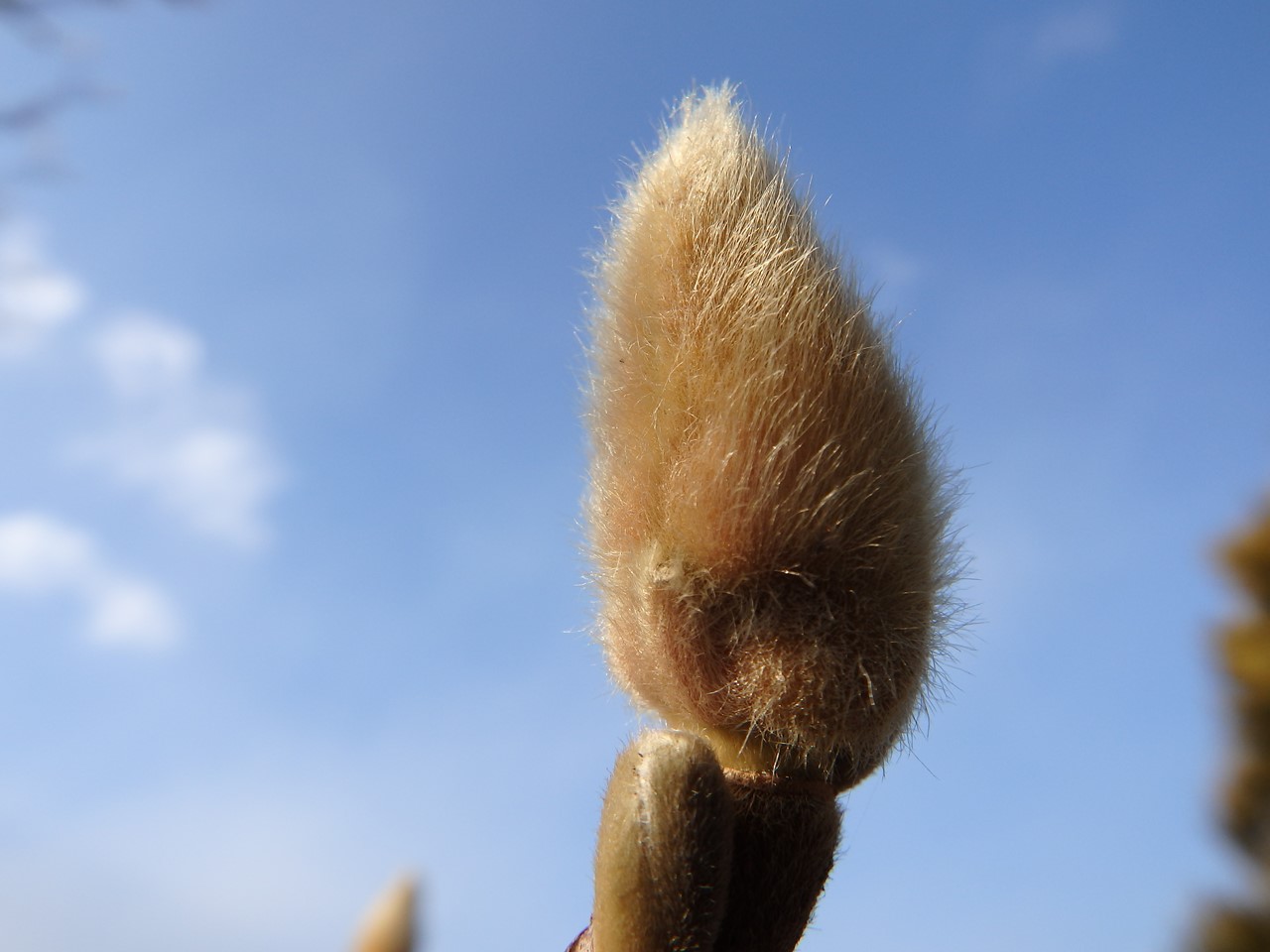 『長良公園の春待芽とモズ君～♪』_d0054276_2034921.jpg