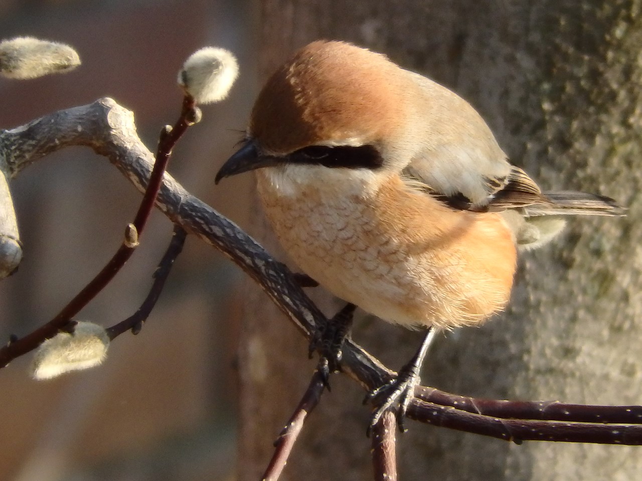 『長良公園の春待芽とモズ君～♪』_d0054276_20362553.jpg