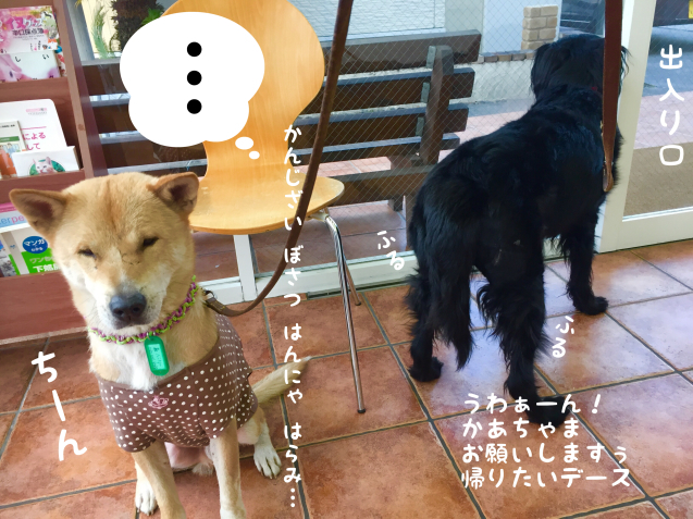 c0332184_19044034.jpeg