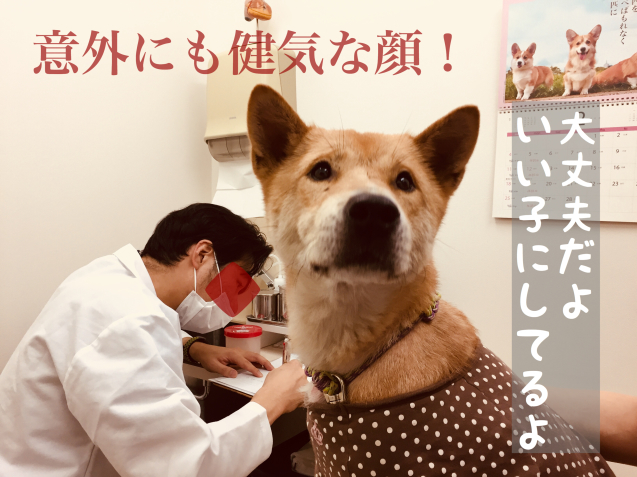 c0332184_21560446.jpeg
