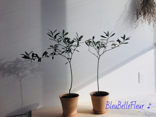 室内で楽しむオリーブや植物 Bleu Belle Fleur ブルーベルフルール