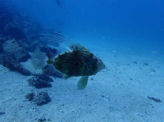e0115199_20191013.jpg