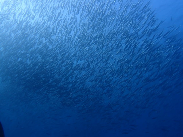 e0115199_20203766.jpg
