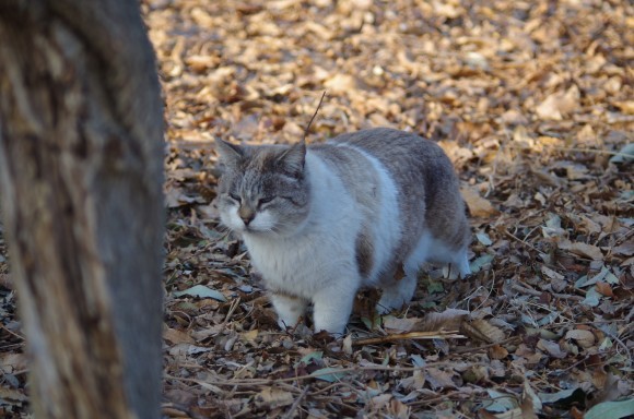 多々良沼で会ったにゃんこ達_b0356401_20532476.jpg