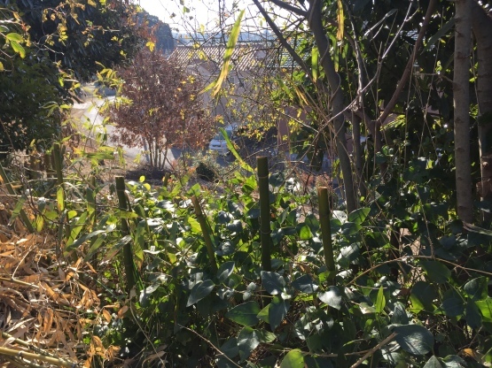 竹の根問題と1m切り 楽園生活