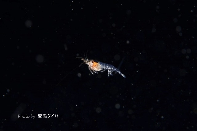 浮遊系ナイトダイビングその2_c0211615_10362939.jpg