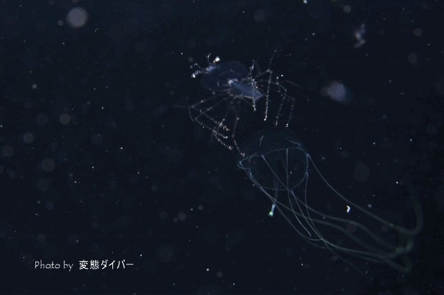 浮遊系ナイトダイビングその2_c0211615_10381622.jpg