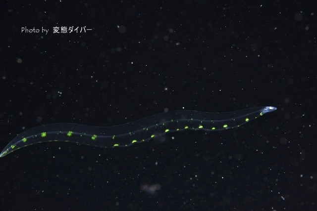 浮遊系ナイトダイビングその2_c0211615_10394828.jpg