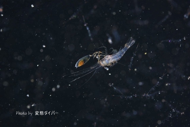 浮遊系ナイトダイビングその2_c0211615_10521416.jpg
