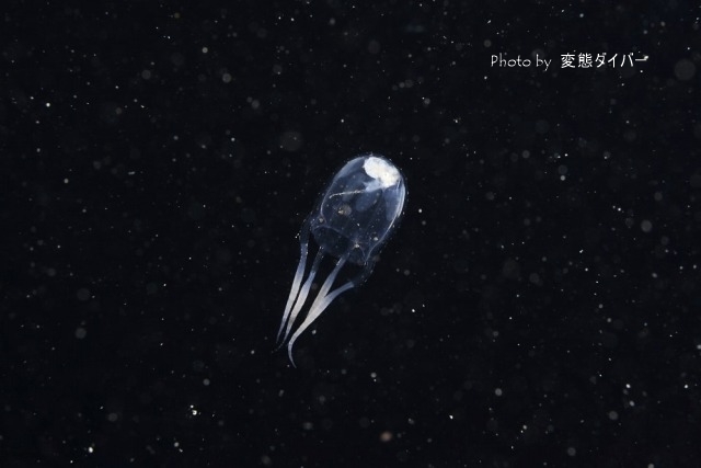 浮遊系ナイトダイビングその2_c0211615_10543543.jpg