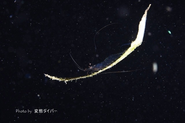 浮遊系ナイトダイビングその2_c0211615_10551268.jpg