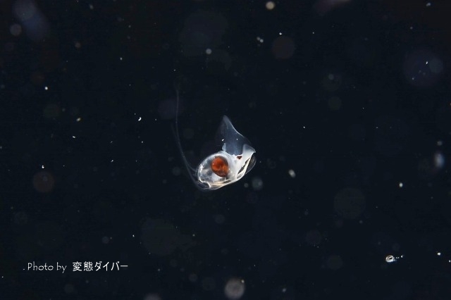 浮遊系ナイトダイビングその2_c0211615_10560589.jpg