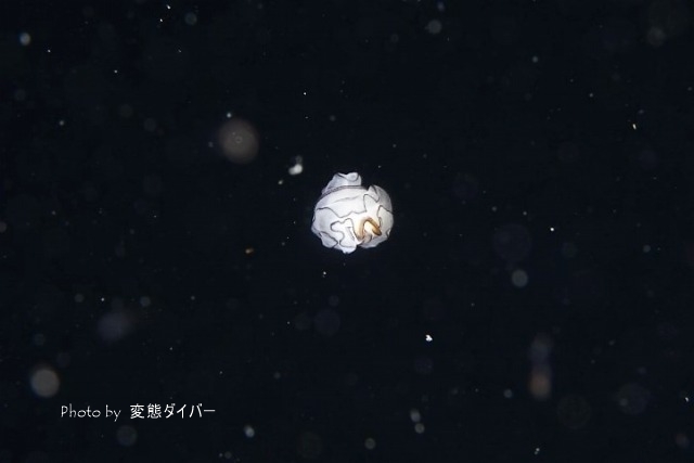 浮遊系ナイトダイビングその2_c0211615_12001465.jpg