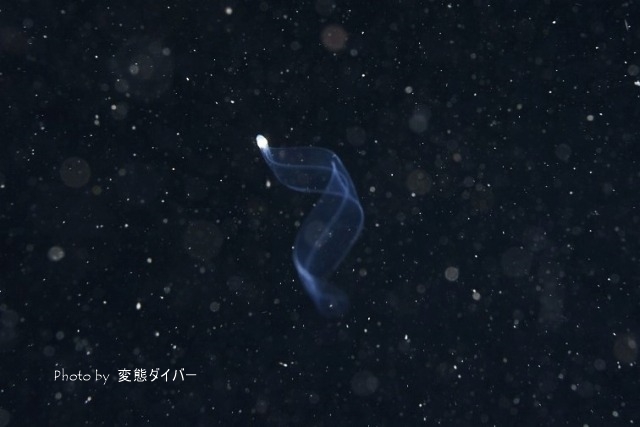 浮遊系ナイトダイビングその2_c0211615_12013047.jpg