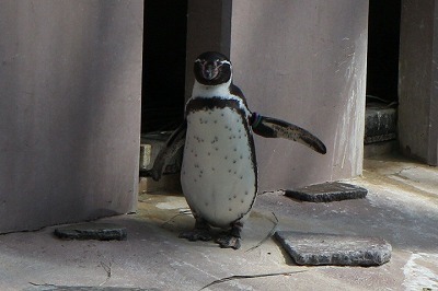 夢見ヶ崎動物公園②ペンギン！_e0373815_13390271.jpg