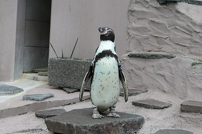 夢見ヶ崎動物公園②ペンギン！_e0373815_13391613.jpg