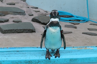 夢見ヶ崎動物公園②ペンギン！_e0373815_13391620.jpg