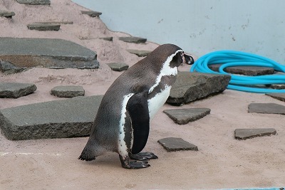 夢見ヶ崎動物公園②ペンギン！_e0373815_13391635.jpg