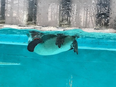 夢見ヶ崎動物公園②ペンギン！_e0373815_13392515.jpg