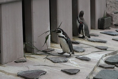 夢見ヶ崎動物公園②ペンギン！_e0373815_13411513.jpg