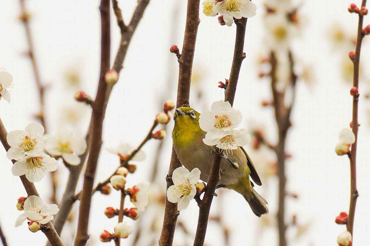 梅の花にメジロ 武蔵野散歩 梅の花にメジロ 武蔵野散歩