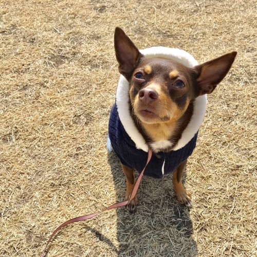 a0291132_17380205.jpeg