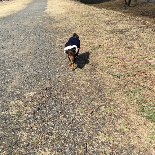 a0291132_17395639.jpeg