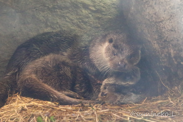 2017/12/30 アクアマリンふくしま 続・カワウソのふち_b0330044_22383419.jpg