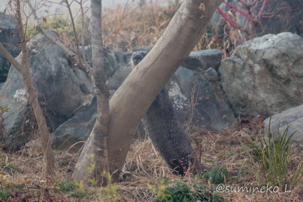 2017/12/30 アクアマリンふくしま 続・カワウソのふち_b0330044_23150152.jpg