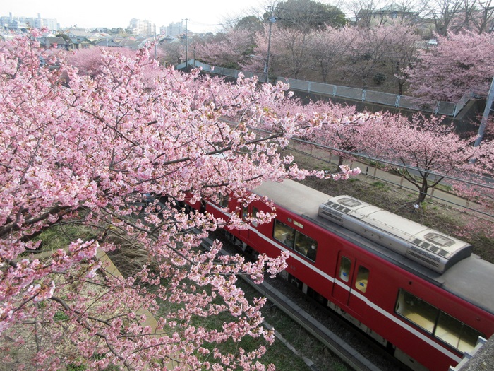 【河津桜を見に行って来ました】_b0009849_15284229.jpg