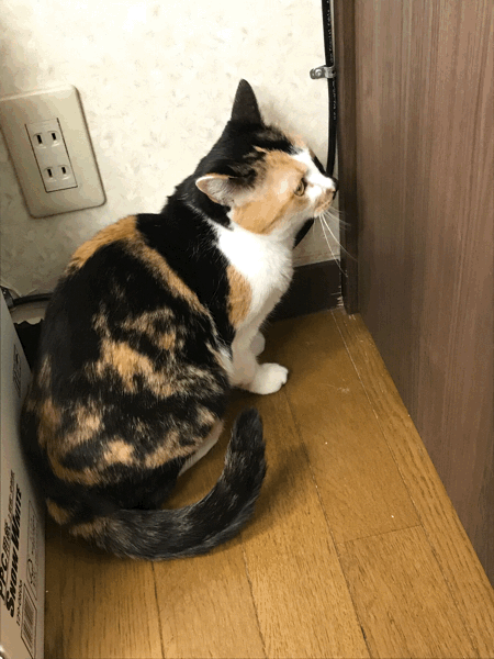 a0078250_23191233.gif
