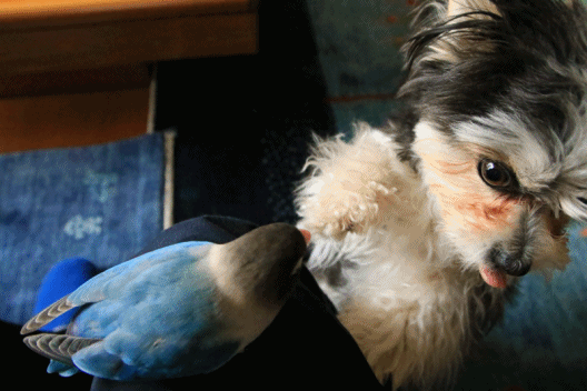 c0145250_09155205.gif
