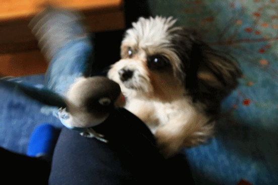 c0145250_09155808.gif
