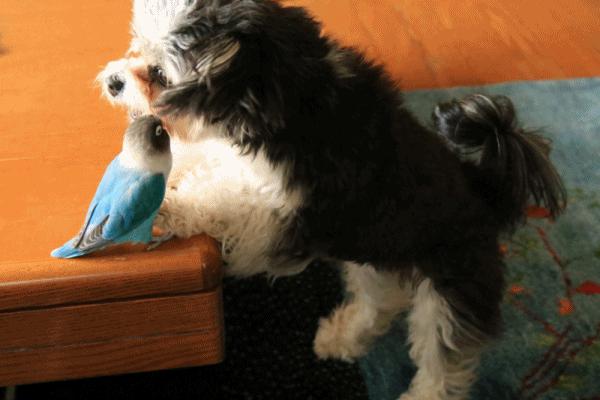 c0145250_09160666.gif