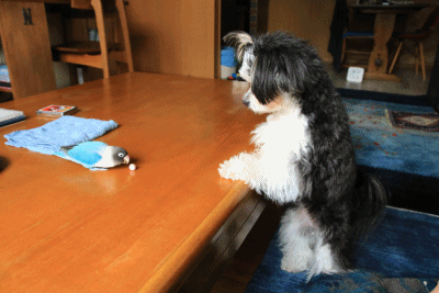 c0145250_09161129.gif