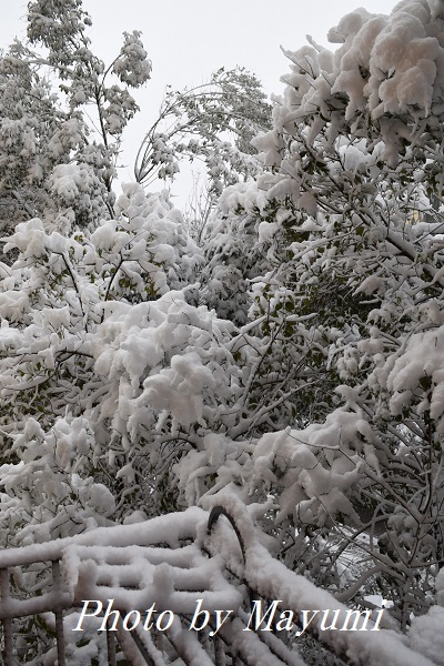 大雪のローマ♪_c0206352_02215405.jpg