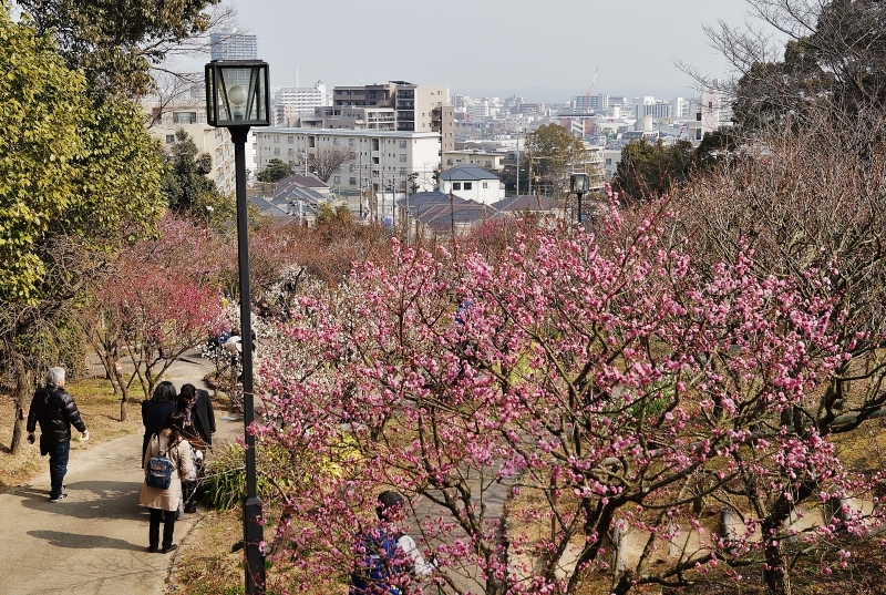 須磨離宮公園の梅見頃 神戸 須磨 たんぶーらんの戯言 須磨離宮公園の梅見頃 神戸 須磨 たんぶーらんの戯言