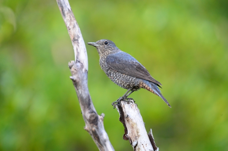 沖縄の鳥 イソヒヨドリのメス Byヒナ 仲良し夫婦de生き物ブログ