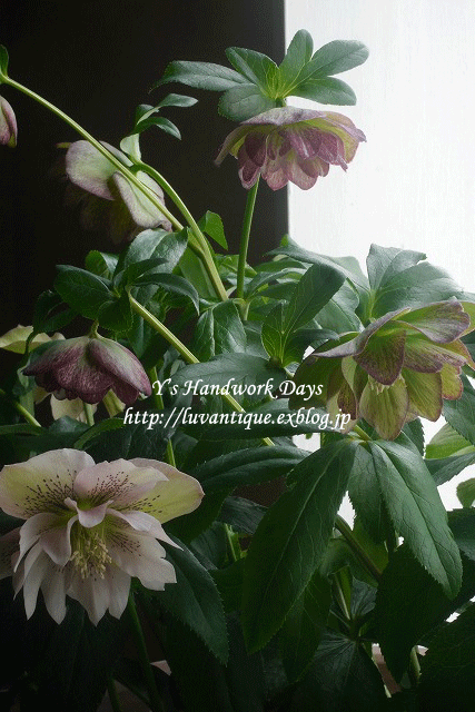 f0330978_10085547.gif