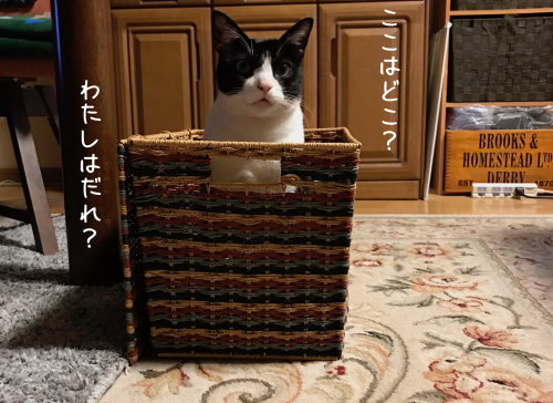 a0216583_10273159.png
