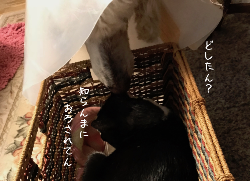 a0216583_10273935.png